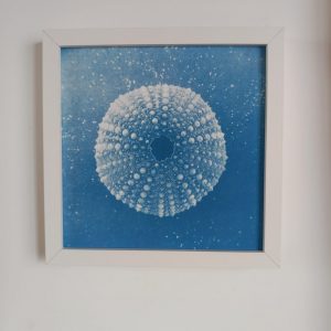 erizo de mar enmarcado en marco cuadrado blanco, cianotipia original azul de erizo de mar