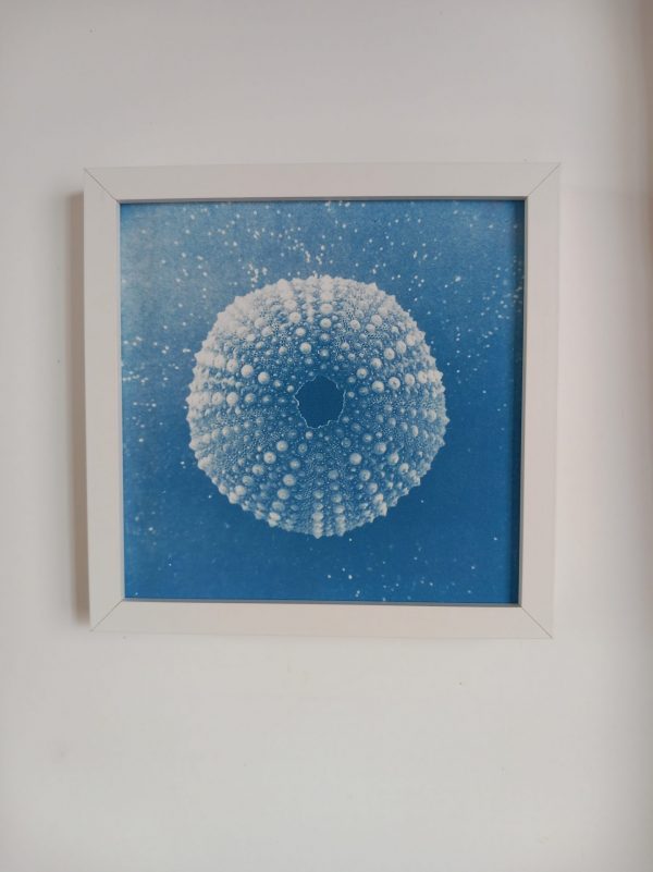 erizo de mar enmarcado en marco cuadrado blanco, cianotipia original azul de erizo de mar